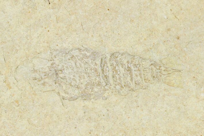 Fossil Mantis Shrimp (Pseudosculda) - Lebanon #162707